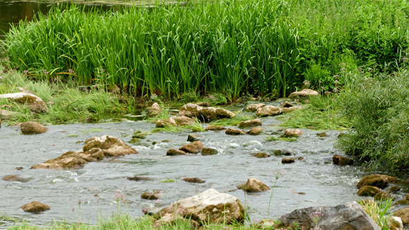 Landscape Of The River With Stones And Reeds Landscape Of The River With Stones And Reeds