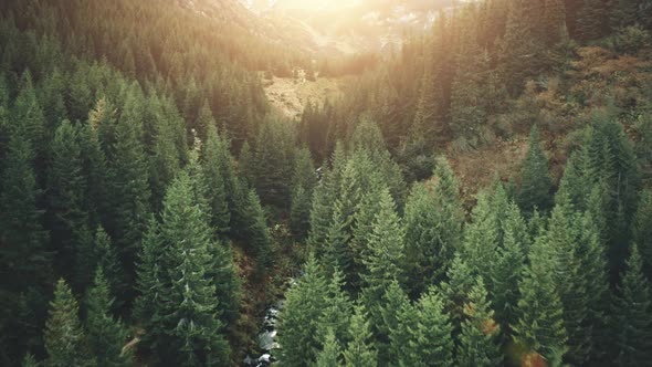 Aerial Mountain Pine Tree Forest in Sunset Light alt