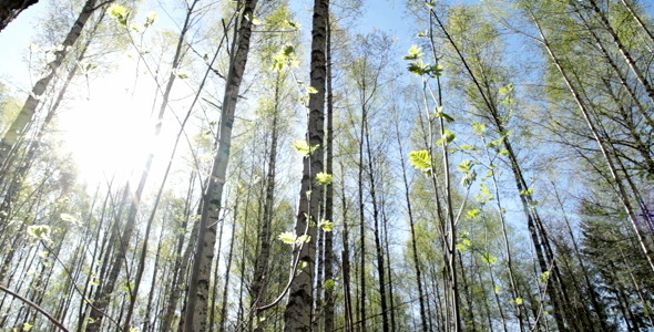 Birch Tree Forest in Springtime