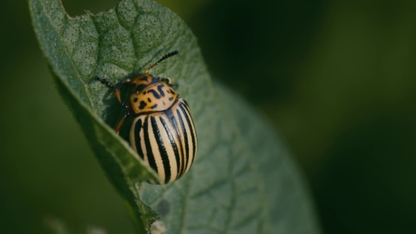Colorado beetle eats a potato leaves alt