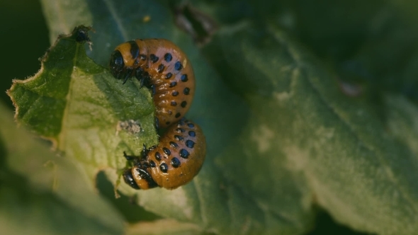 Colorado Potato Beetle alt