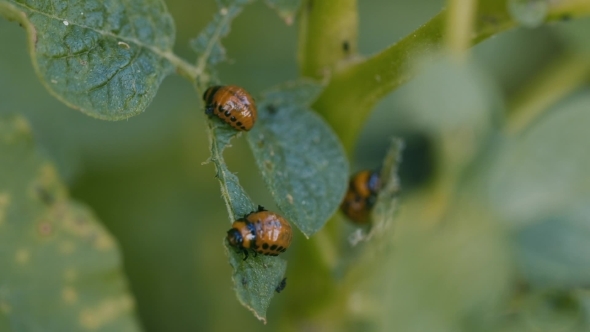 Colorado Potato Beetle alt