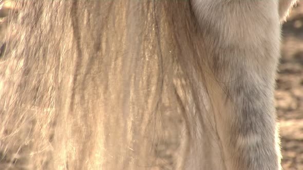 White Horse on The Farm alt