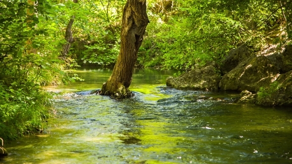 Calm River Peacefully Flowing In Green Forest