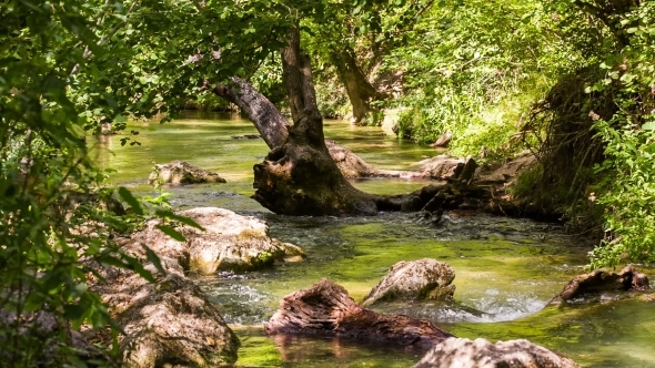 Tranquil River Flowing In Sunny Green Forest 