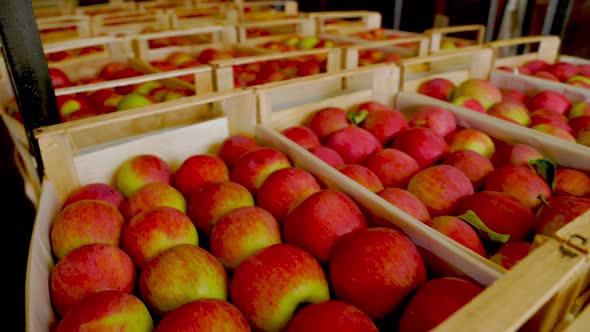 Boxes with Apples Closeup alt