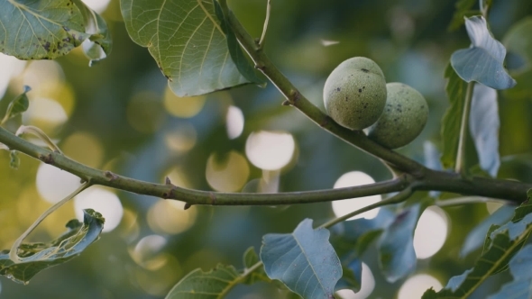Walnut On The Tree Walnut On The Tree
