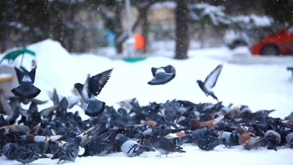 Feeding Pigeons In Winter Park.