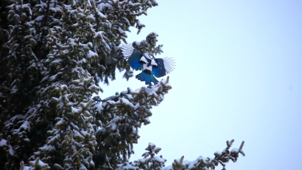 Magpie Bird Sitting On a Tree During Snowfall