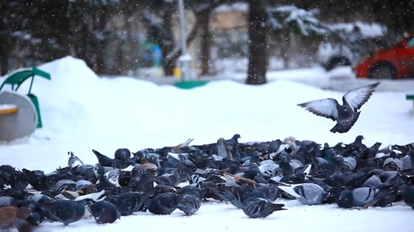 Feeding Pigeons In Winter Park.