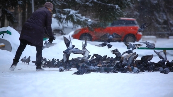 Feeding Pigeons In Winter Park