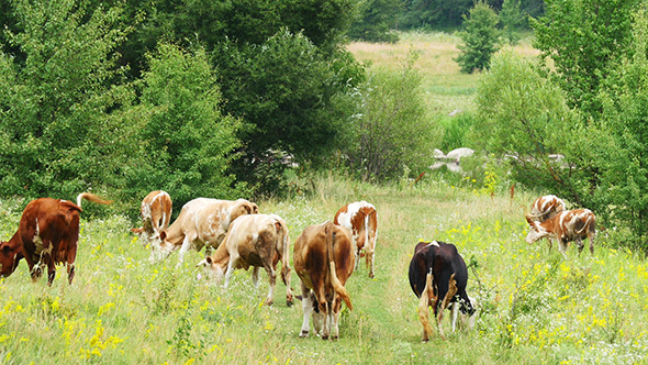 Cows Grazing On The Green Summer Meadow Cows Grazing On The Green Summer Meadow