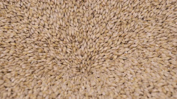 Malt grain pouring through a grinding machine in a brewery. alt