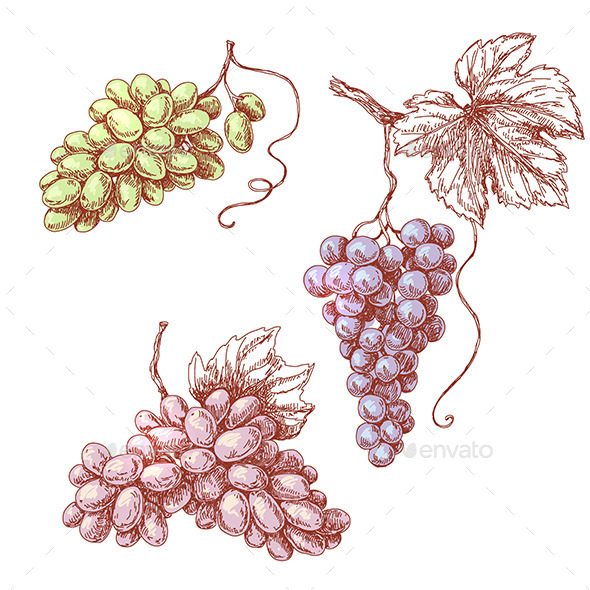 Colored Sketch of Grape Bunches - Food Objects