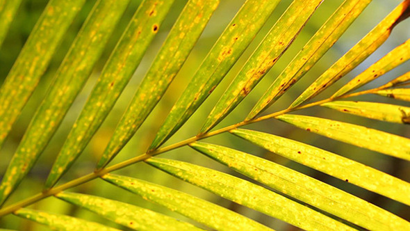 Green Leaf In Nature 650