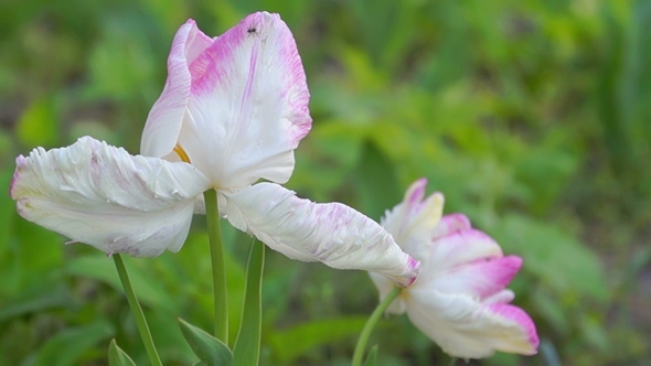 White Tulips White Tulips