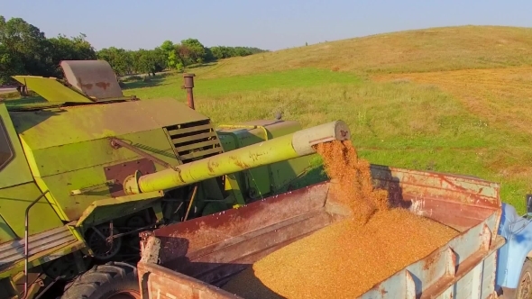 Pouring Wheat Into Truck