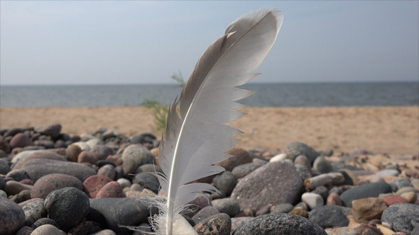 Feather Feather