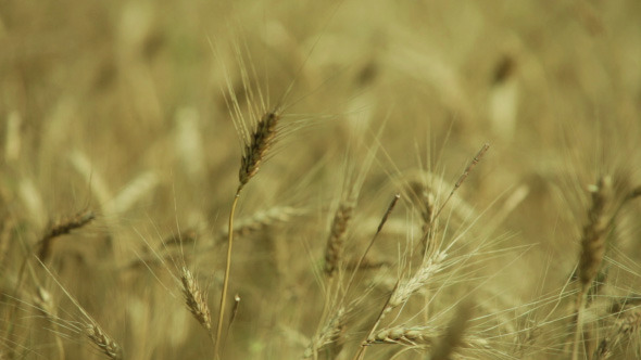 Wheat Field Background alt