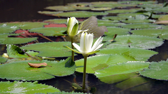 White Lotus Flower White Lotus Flower