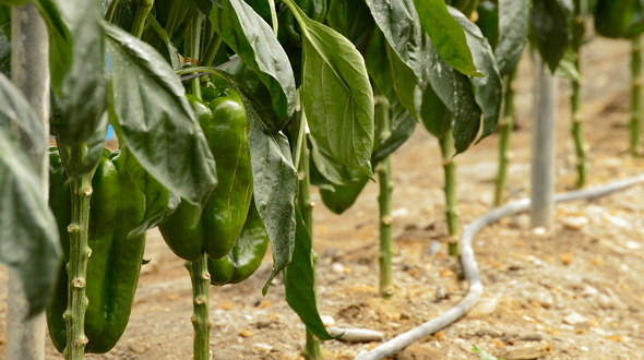Pepper Green Fruit in Greenhouse Pepper Green Fruit in Greenhouse