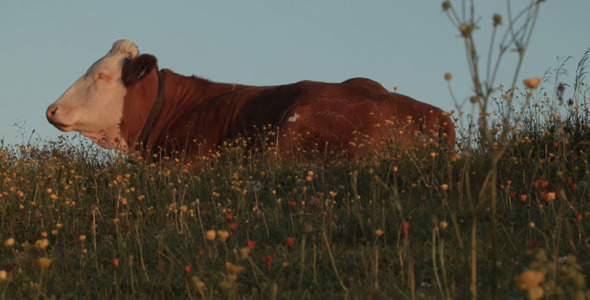 Cow Relaxing in Gras Cow Relaxing in Gras