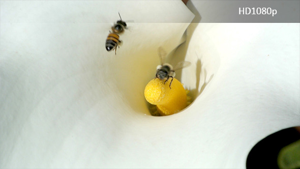 Bees Pollinating an African Lily Flower