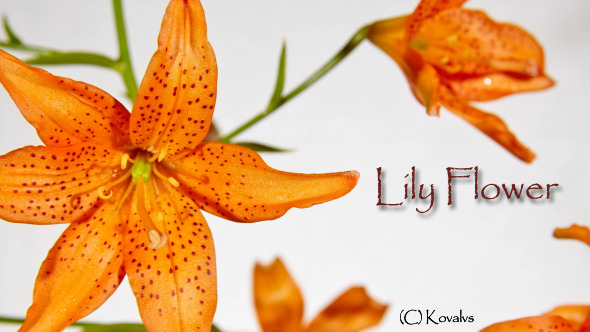 Opening Orange Lily Flower Opening Orange Lily Flower