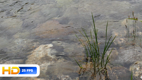 Water Plants and Stones in Clear Water Water Plants and Stones in Clear Water