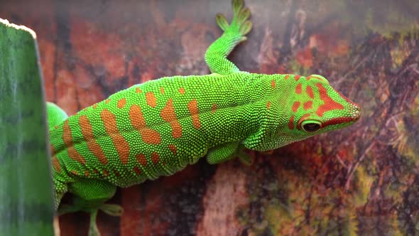 Crimson giant day gecko on wall turning around alt