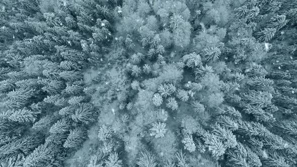 Snowflakes Fall on Snowcovered Trees in Winter Forest in Mountains alt