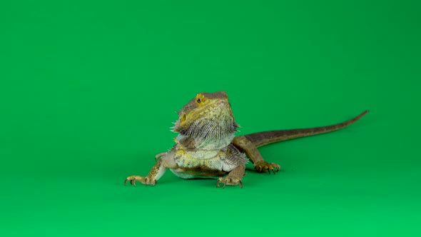 Lizards Bearded Agama or Pogona Vitticeps Isolated at Green Background in Studio. alt