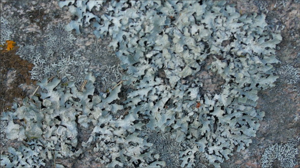 Gray Corals Found on the Bed of the Sea