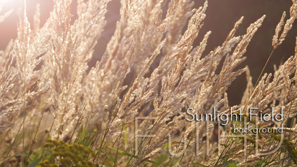 Sunlight Summer Field Grass Sunlight Summer Field Grass