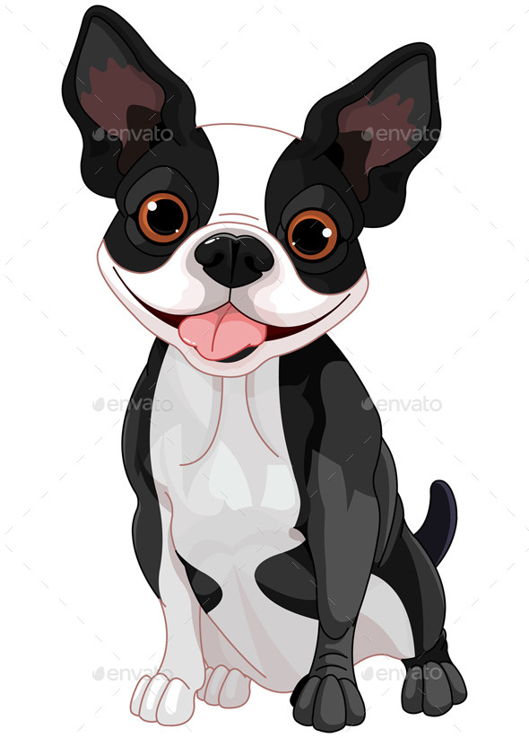 Boston Terrier Boston Terrier