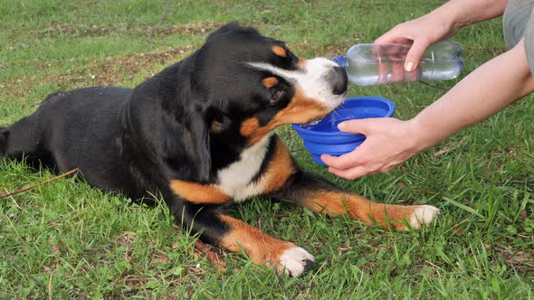 The dog drinks water from a bottle lying on the grass.
