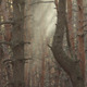 Pine Forest with the Haze Pack 02 - VideoHive Item for Sale