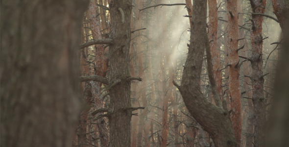 Pine Forest with the Haze Pack 02 Pine Forest with the Haze Pack 02