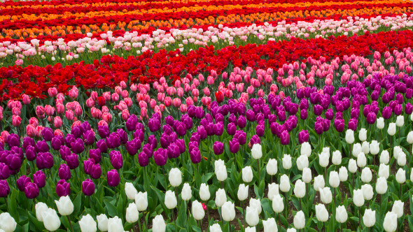 Tulips in Keukenhof Tulips in Keukenhof