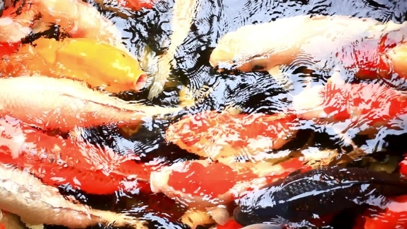 Koi Fishes Feeding In a Pond. 