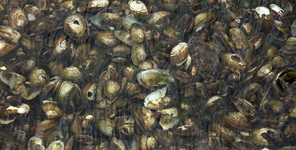 Shells of Mussels Under the Water as Background