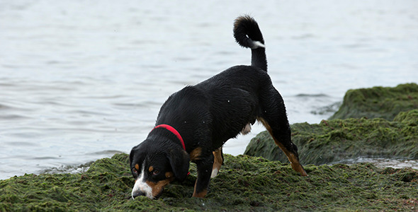 Entlebucher Mountain Dog Plays on the Seashore