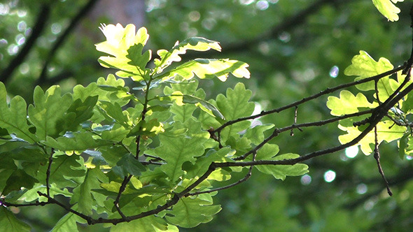 Sun Behind The Leaves