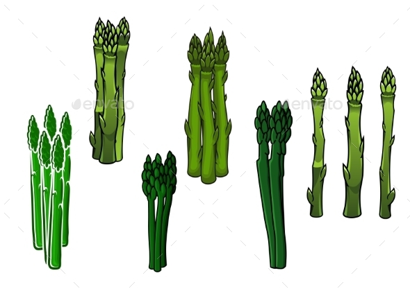 Green Asparagus Veggies With Fleshy Spears Green Asparagus Veggies With Fleshy Spears