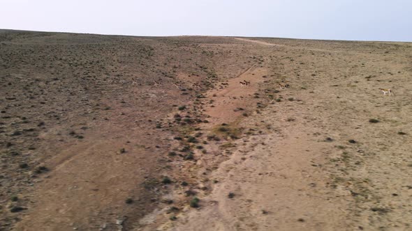 Drone view of a group of wild donkeys or asses running in the desert on a sunny day with blue sky. L alt