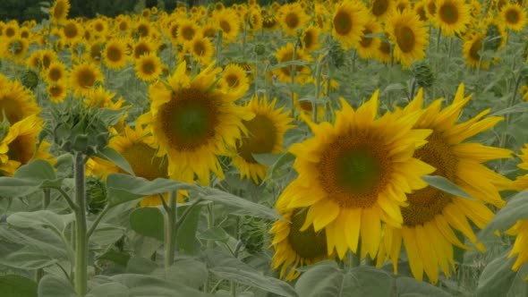 Sunflower Petals and Leaves are Fluttering Field Sunflower Petals and Leaves are Fluttering Field