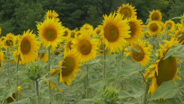 Green Forest Field of Sunflowers Green Forest Field of Sunflowers