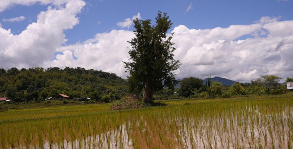 Rice Fields And Trees Rice Fields And Trees