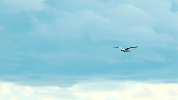 Seagull in the Sky alt