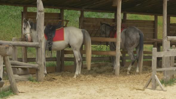 Two Horses Are Standing Feeding in a Stable Two Horses Are Standing Feeding in a Stable